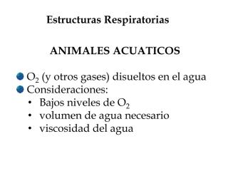 estructuras respiratorias.pdf